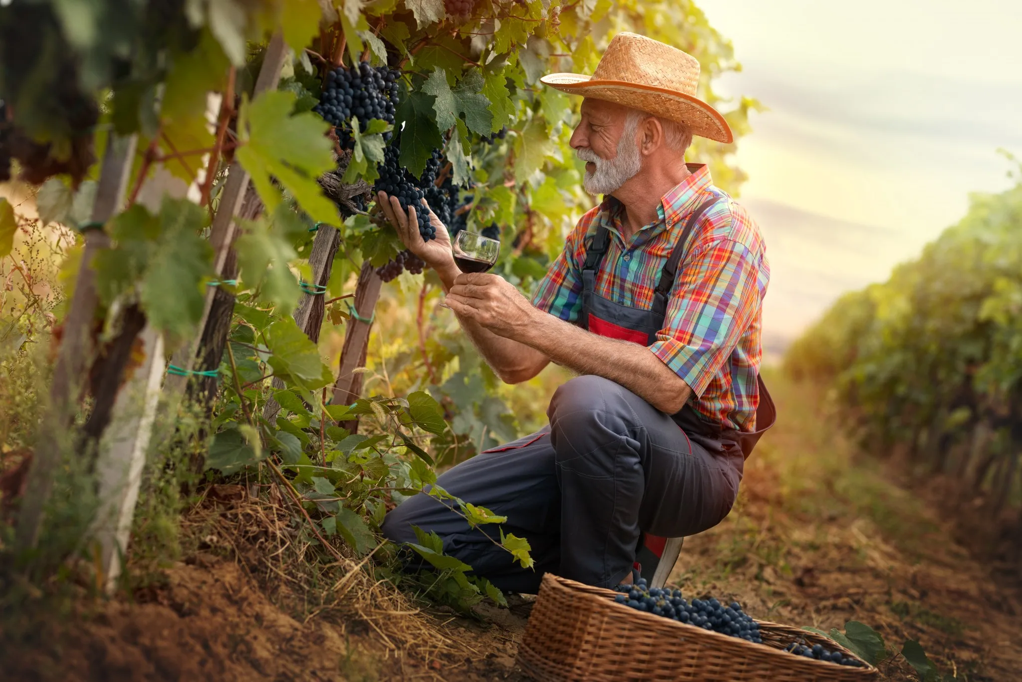 Ein älterer Mann in einem Weinberg, der Trauben erntet und ein Glas Wein hält.