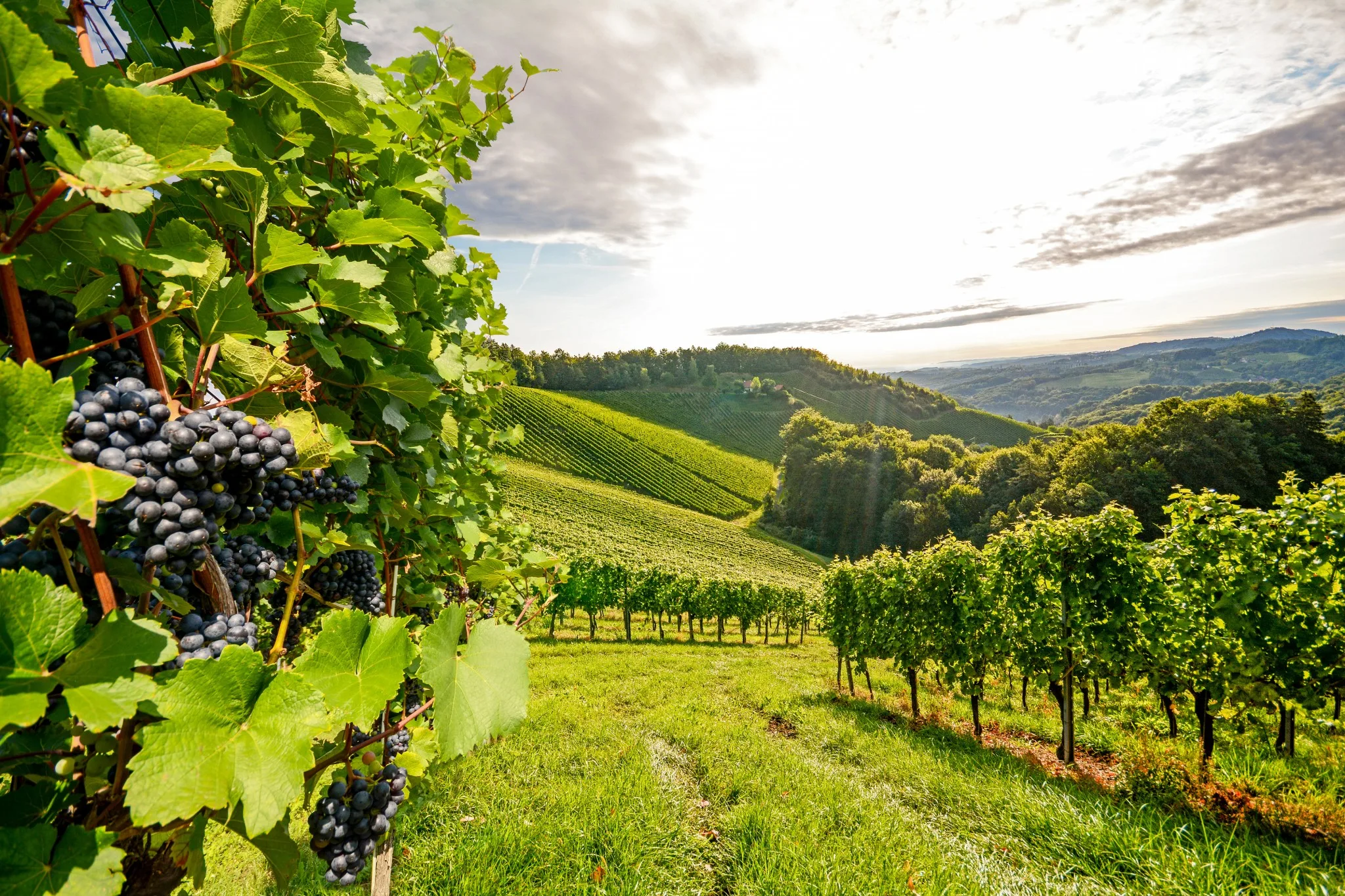 View of a vineyard with ripe grapes and gentle hills in the background.