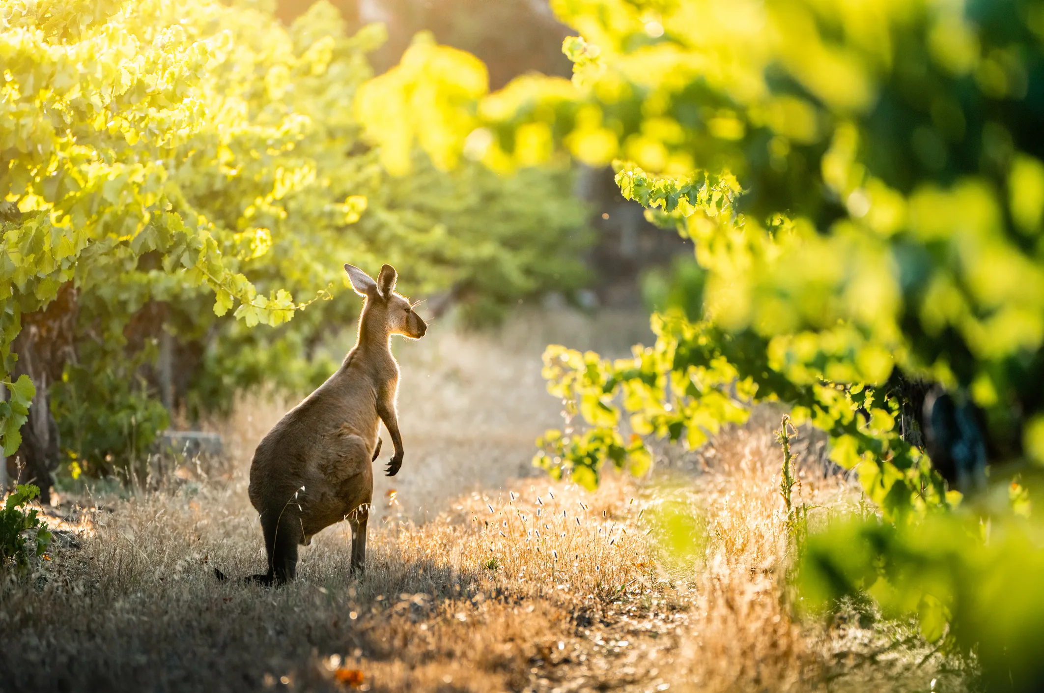 A kangaroo stands in a vineyard, surrounded by green vines.