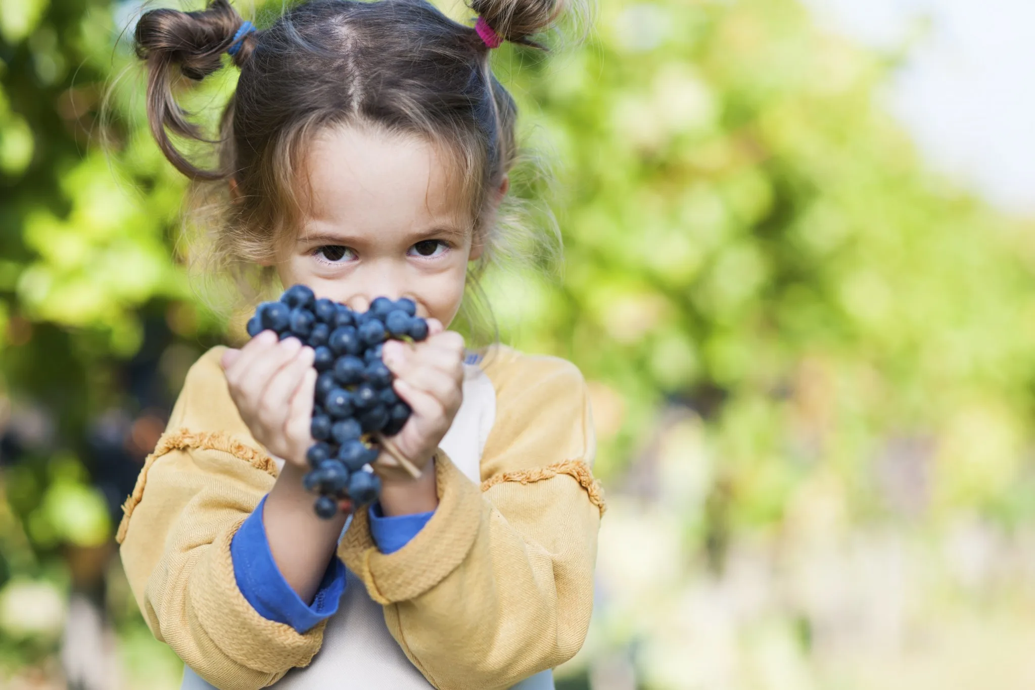 A girl holds a bunch of grapes in her hands, smiling in a vineyard.